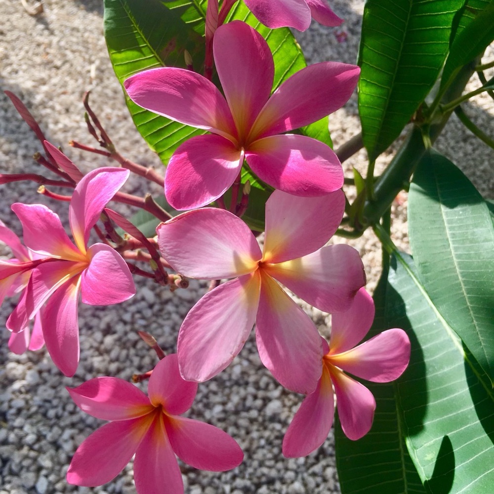 Meet your Posher, Jeanne